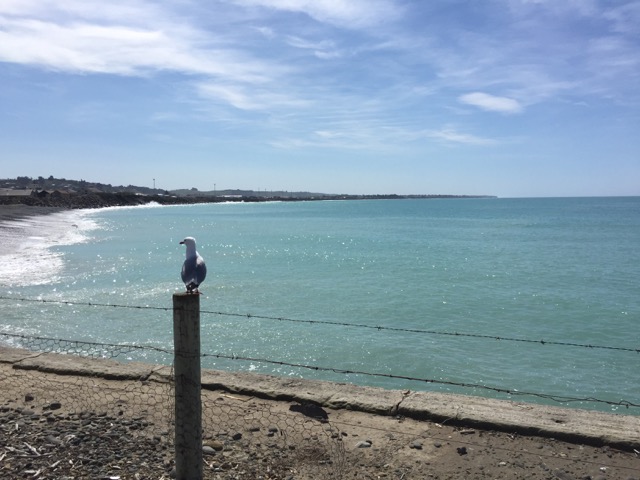 This seagull was happy to oblige me with a photo