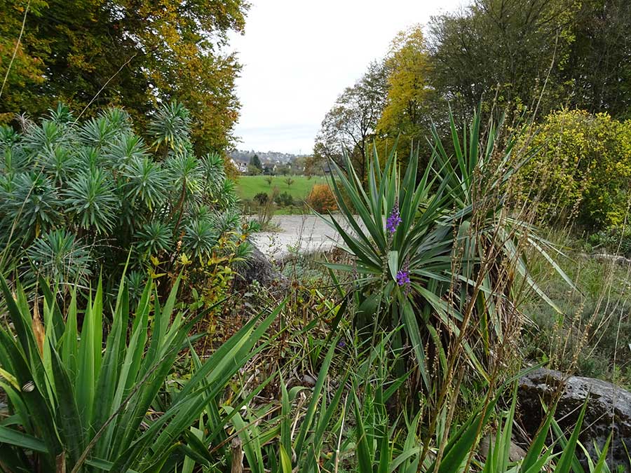 Many different plants