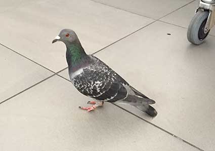 Real life English pigeon!